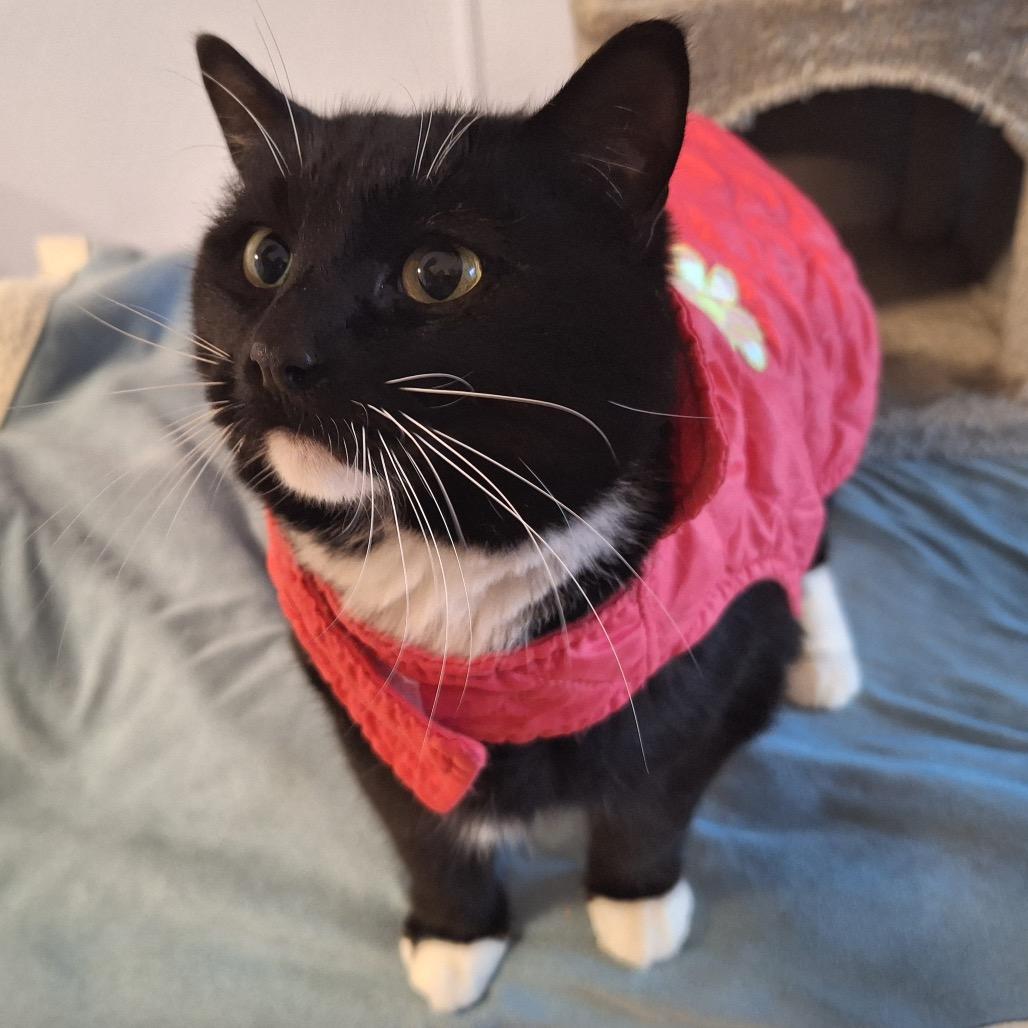 Enlarge Quilla, a Adoptable Domestic Short Hair in Simpsonville, SC image 6/6