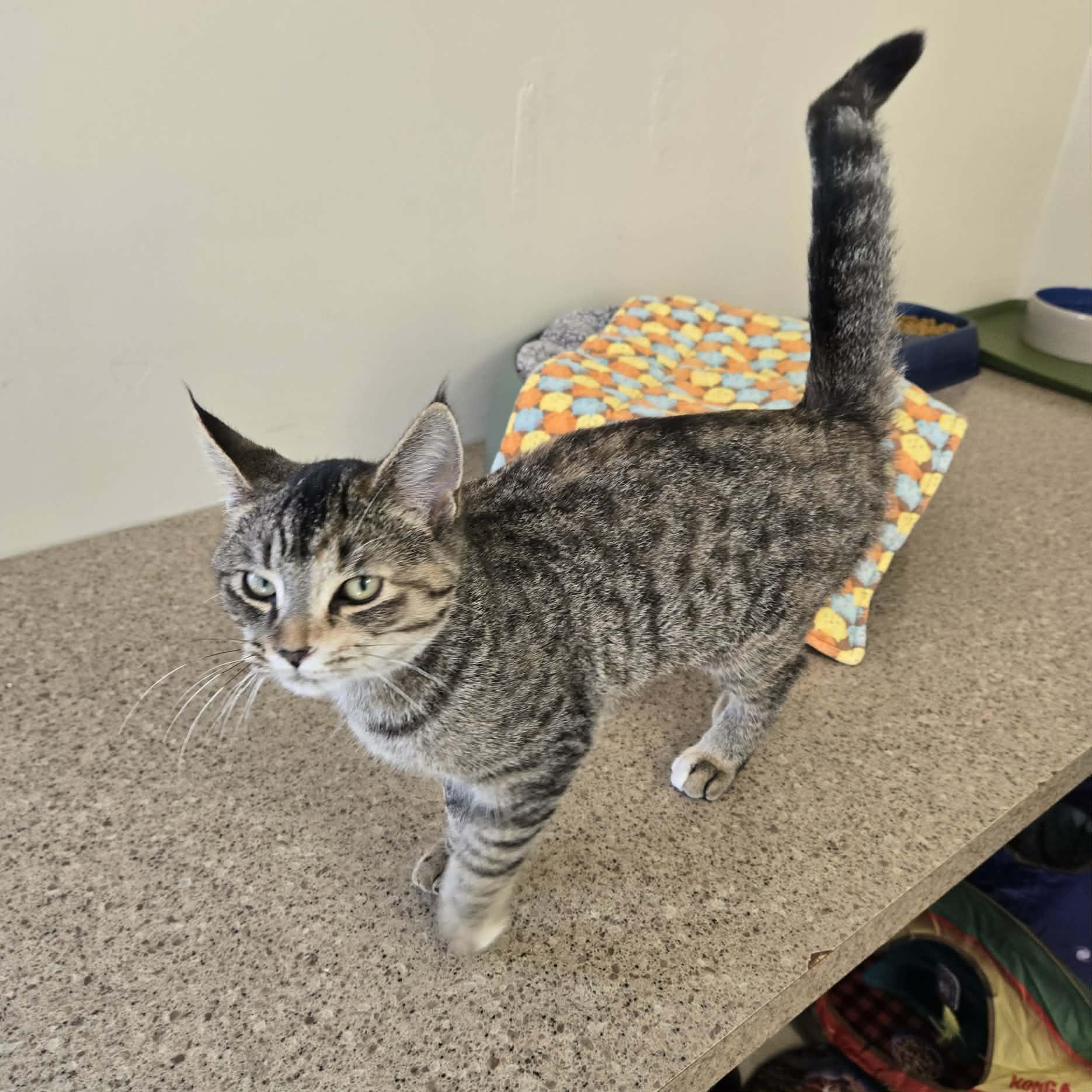 Enlarge Monica, an adopted Domestic Short Hair in West Branch, MI image 2/2