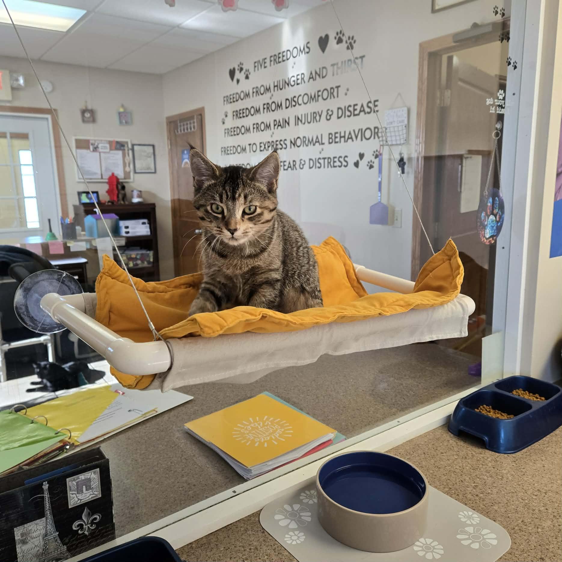 Enlarge Monica, an adopted Domestic Short Hair in West Branch, MI image 1/2