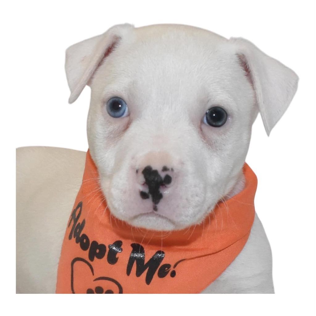 Enlarge Butter Pecan, a Adoptable Terrier in Springfield, OH image 1/3