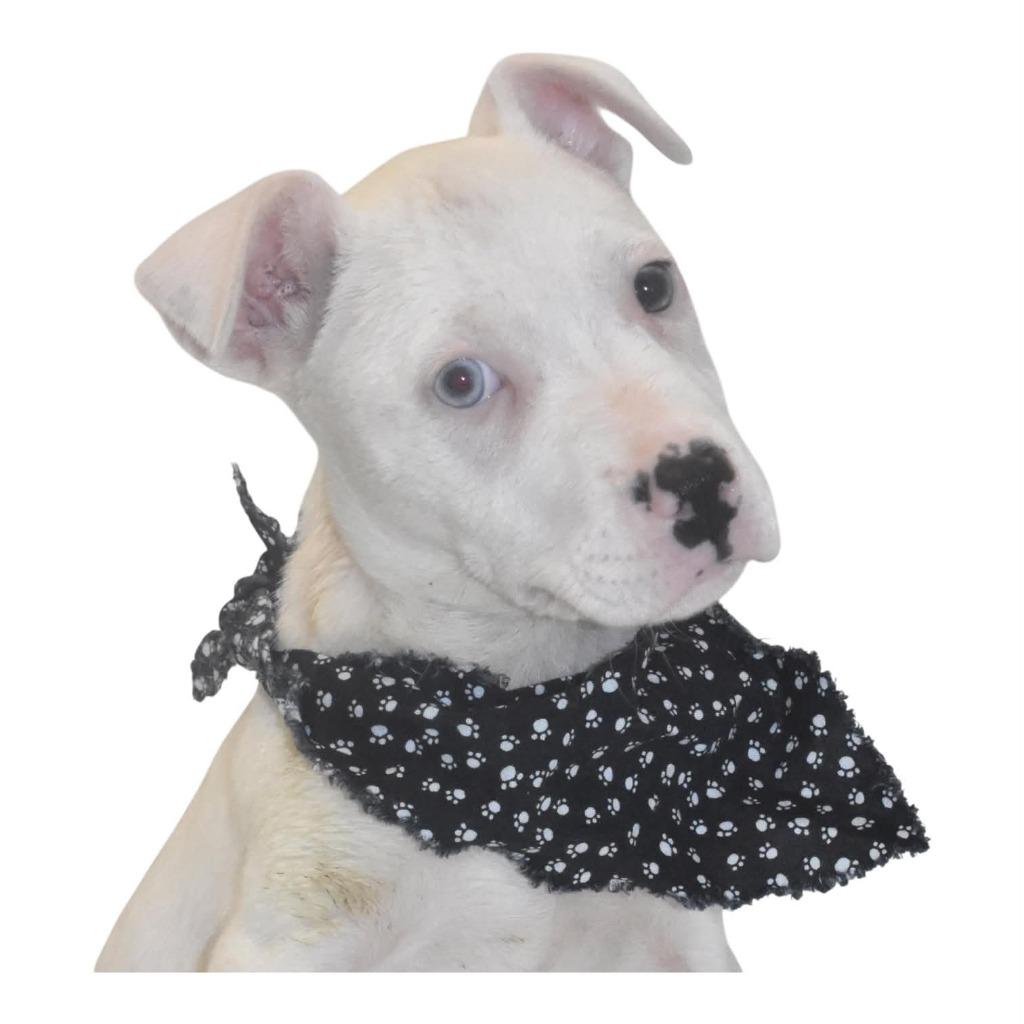 Butter Pecan, a Adoptable Terrier in Springfield, OH image 3/6