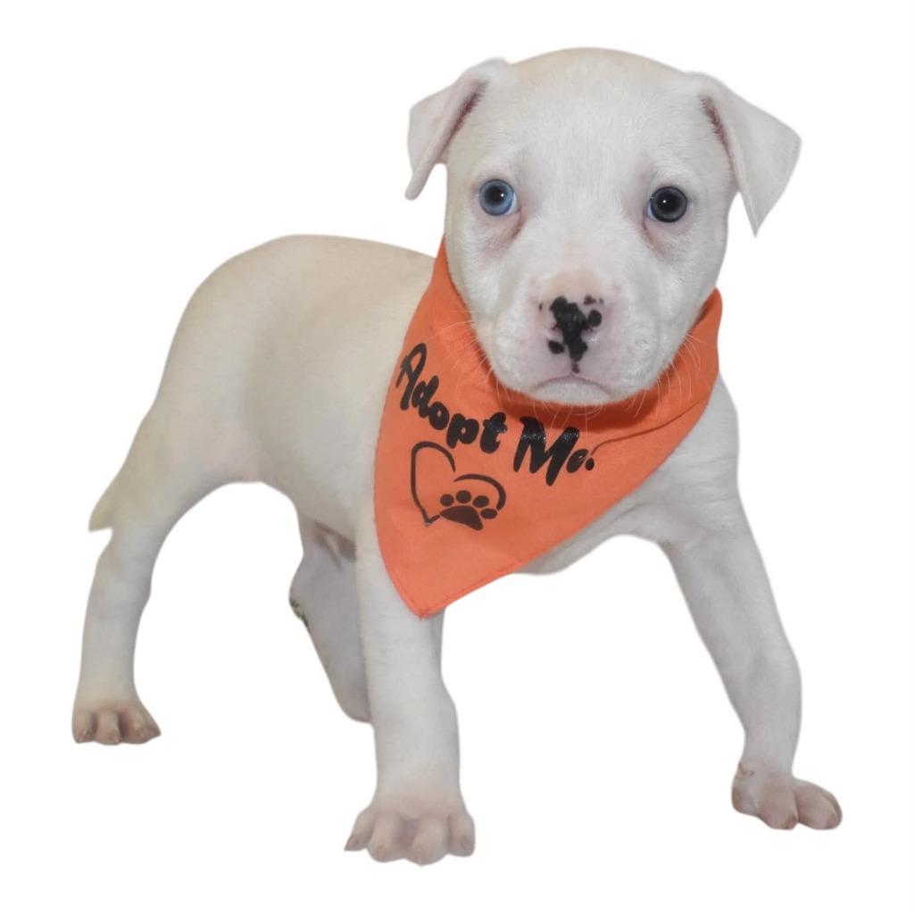 Enlarge Butter Pecan, a Adoptable Terrier in Springfield, OH image 3/3