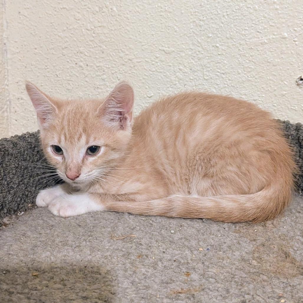 Simple Dimple, Adoptable, Young Male American Shorthair.