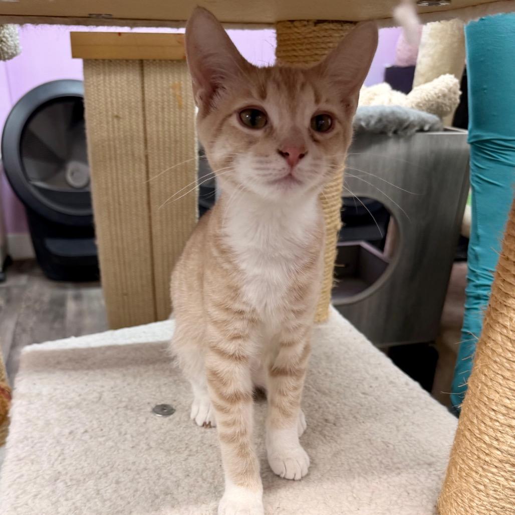 Simple Dimple, a Adoptable American Shorthair in Boerne, TX image 2/5