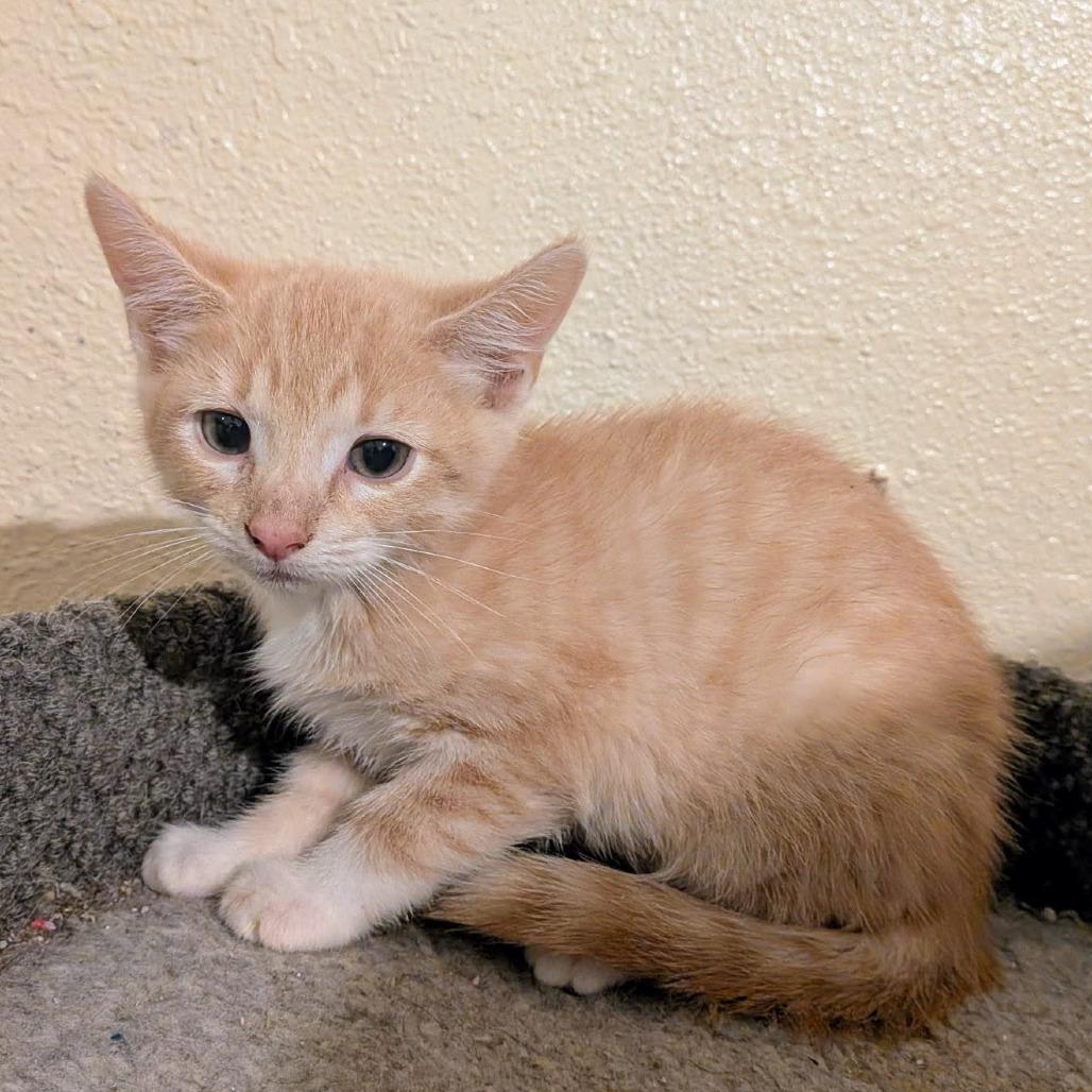 Simple Dimple, a Adoptable American Shorthair in Boerne, TX image 3/5