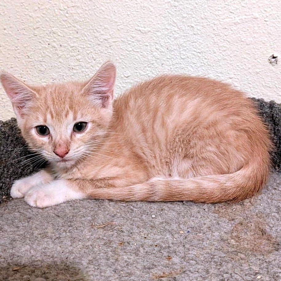 Simple Dimple, a Adoptable American Shorthair in Boerne, TX image 4/5