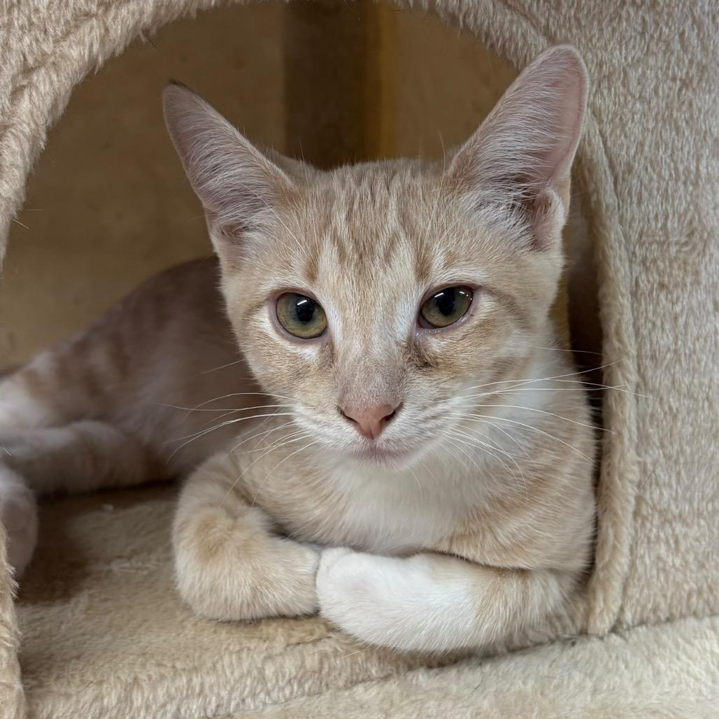 Simple Dimple, a Adoptable American Shorthair in Boerne, TX image 5/5