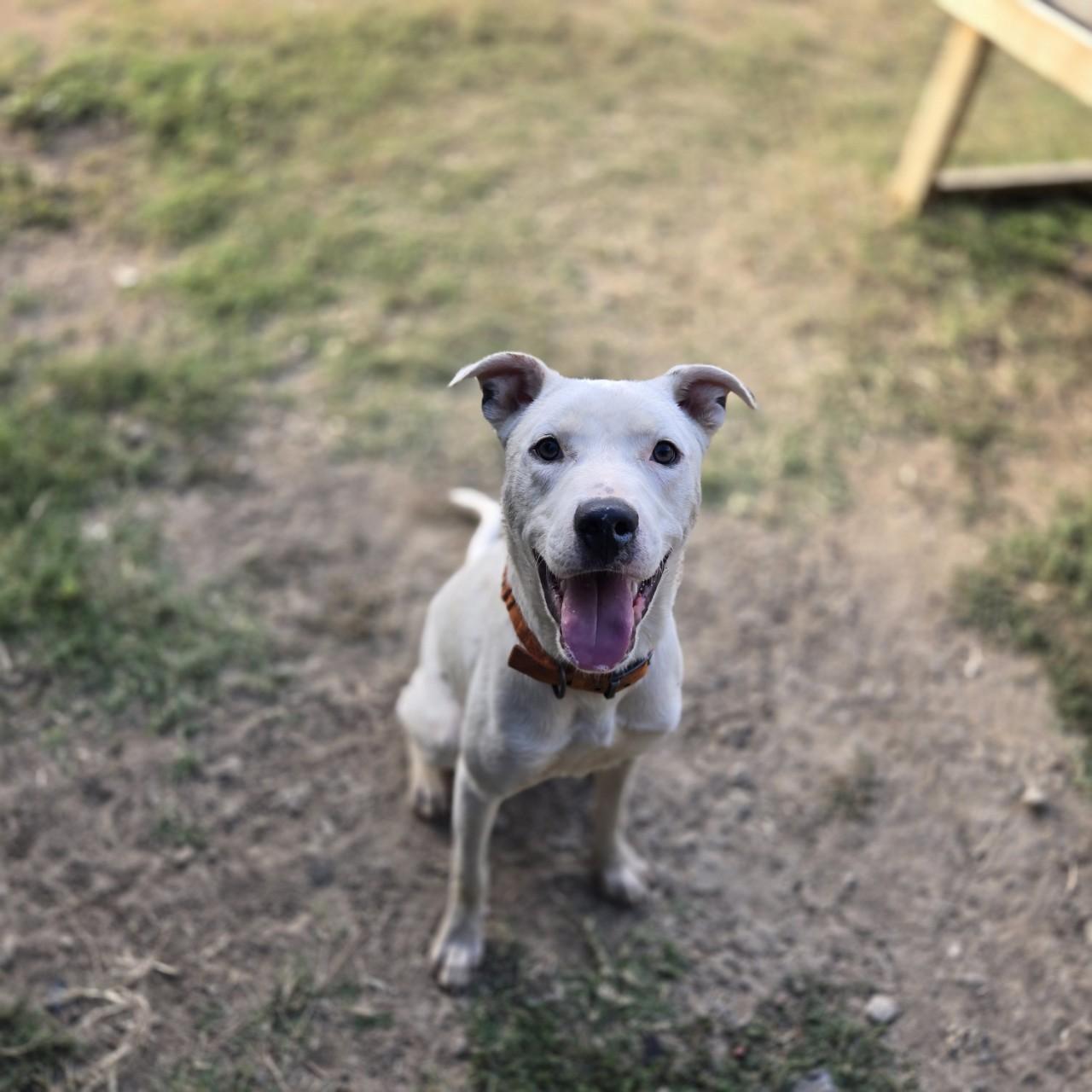 Enlarge Oliver, a Adoptable mixed breed image 1/5