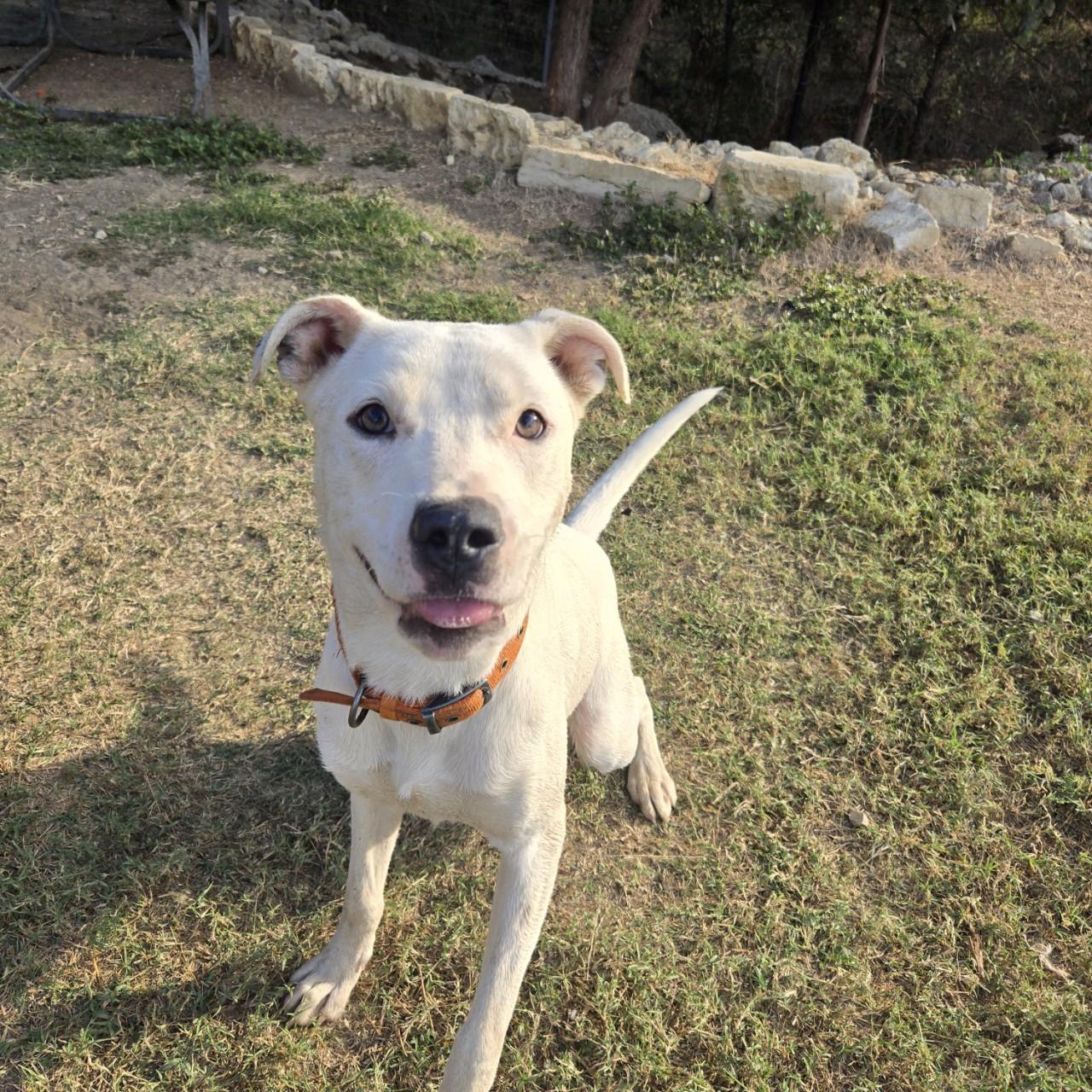 Enlarge Oliver, a Adoptable mixed breed image 2/5