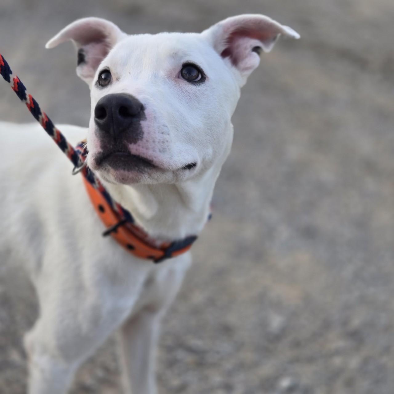 Enlarge Oliver, a Adoptable mixed breed image 4/5