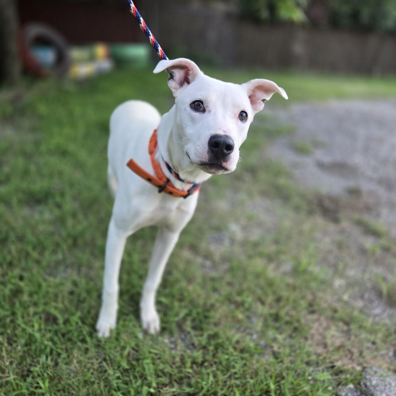 Oliver, Adoptable, Young Male Pit Bull Terrier.