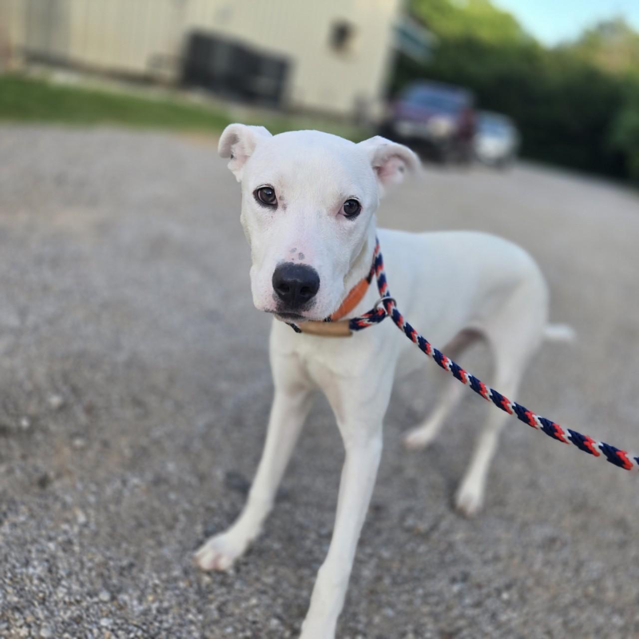 Enlarge Oliver, a Adoptable mixed breed image 5/5