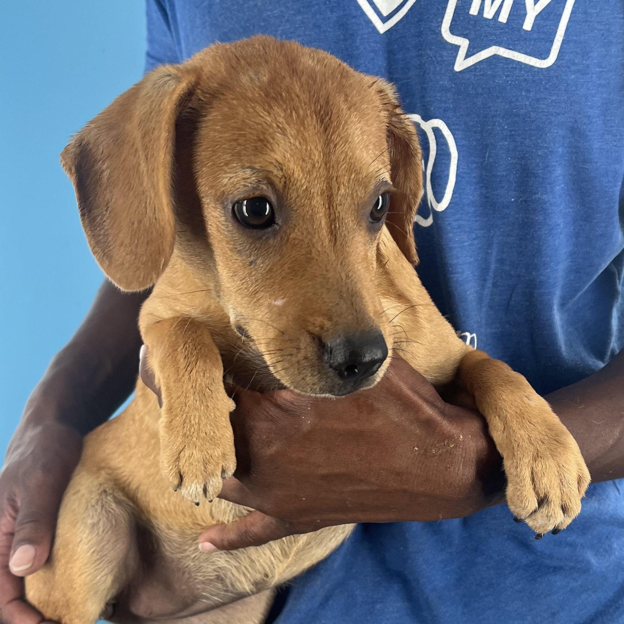 Roma - Local Sept 26-28