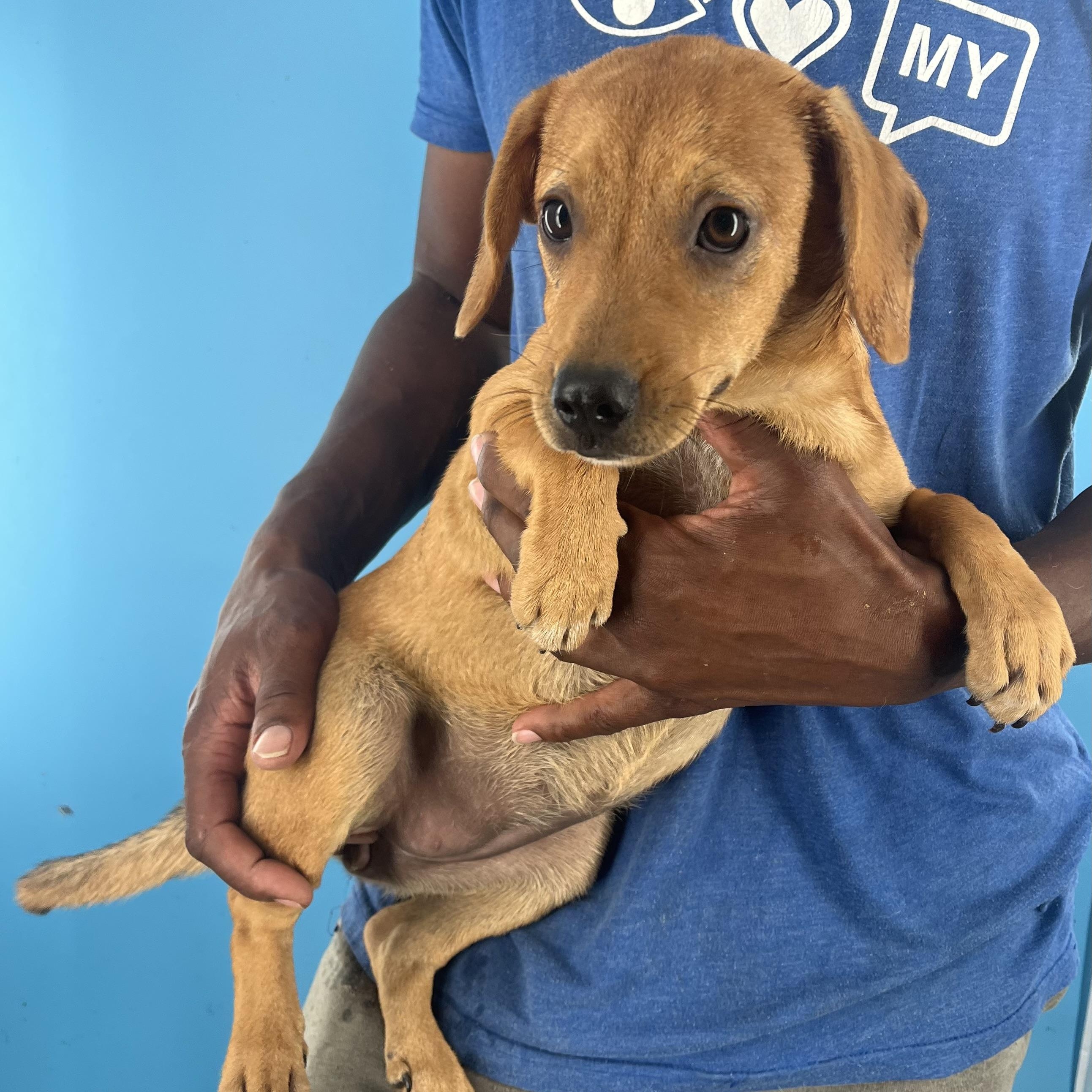 Roma  Local Nov thumbnail 4