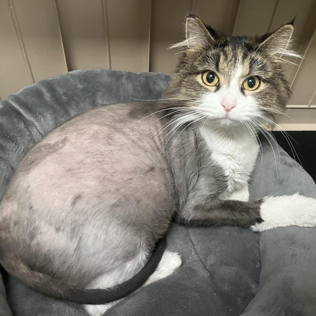 Velcro, Adoptable, Adult Female Domestic Long Hair.