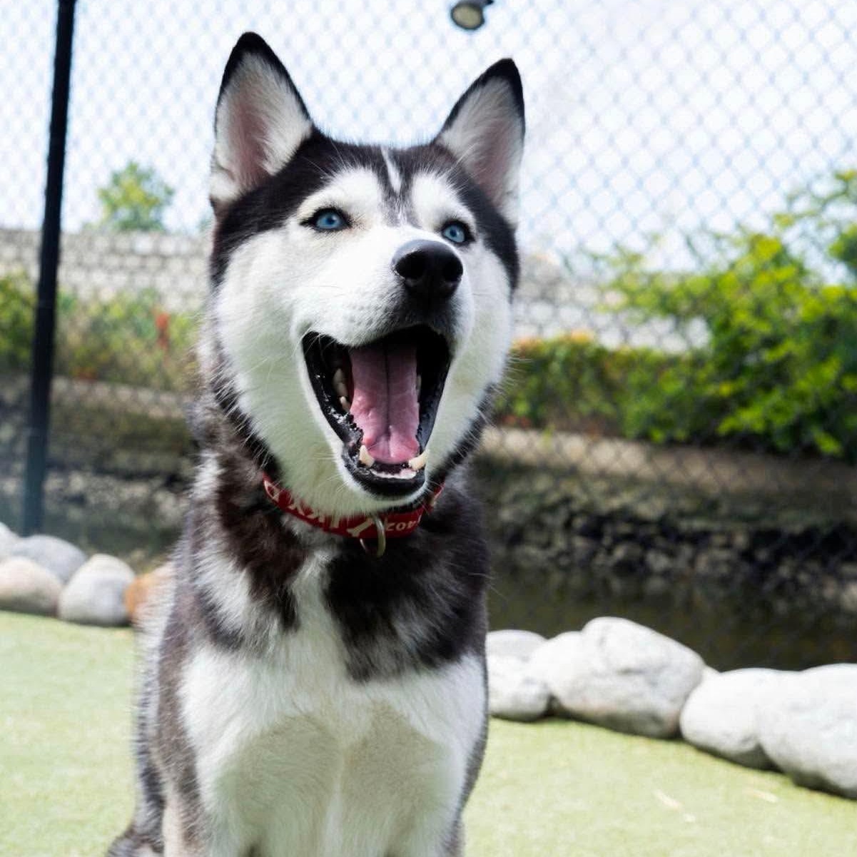 Enlarge Munro, a Adoptable Husky in Stamford, CT image 2/5