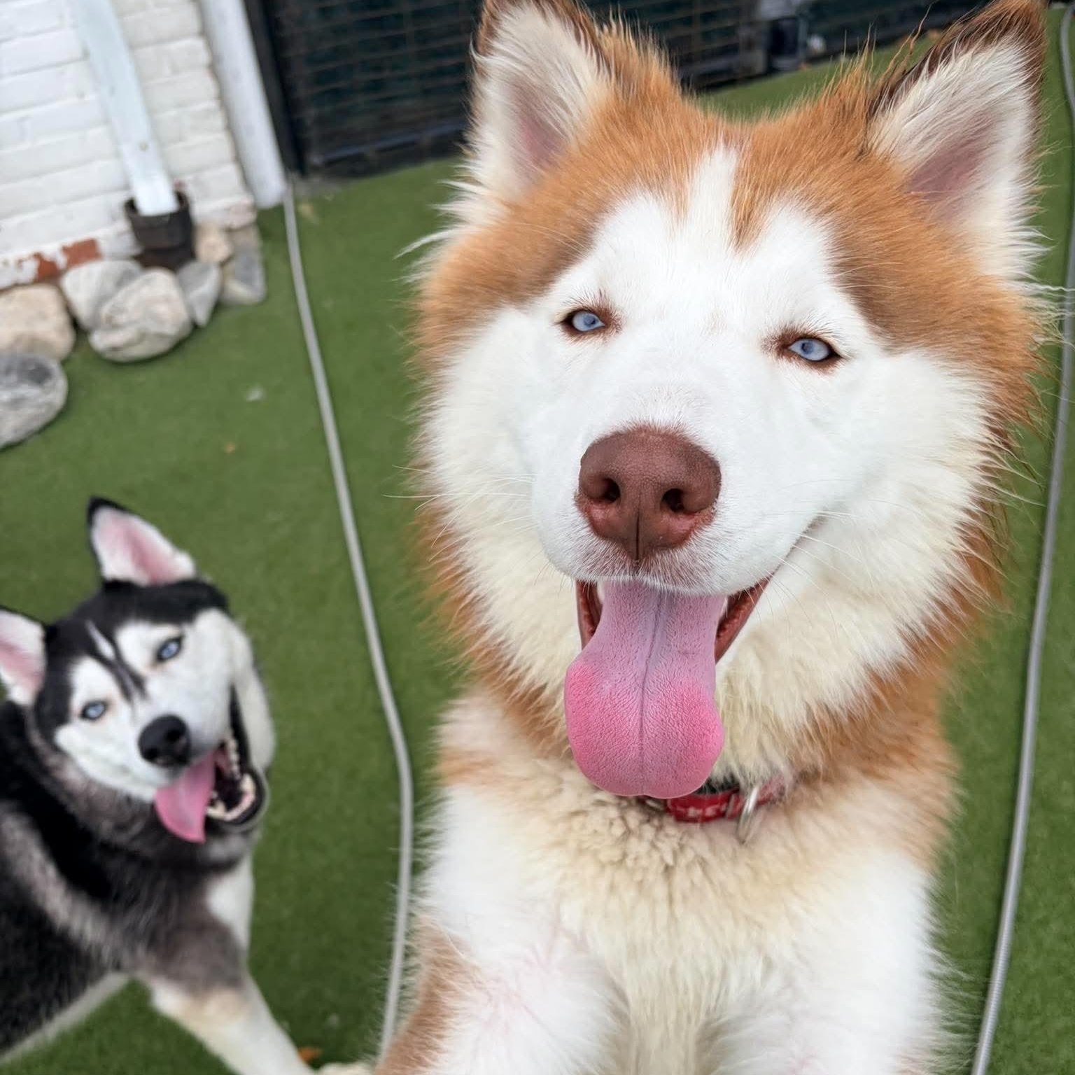 Enlarge Munro, a Adoptable Husky in Stamford, CT image 4/5