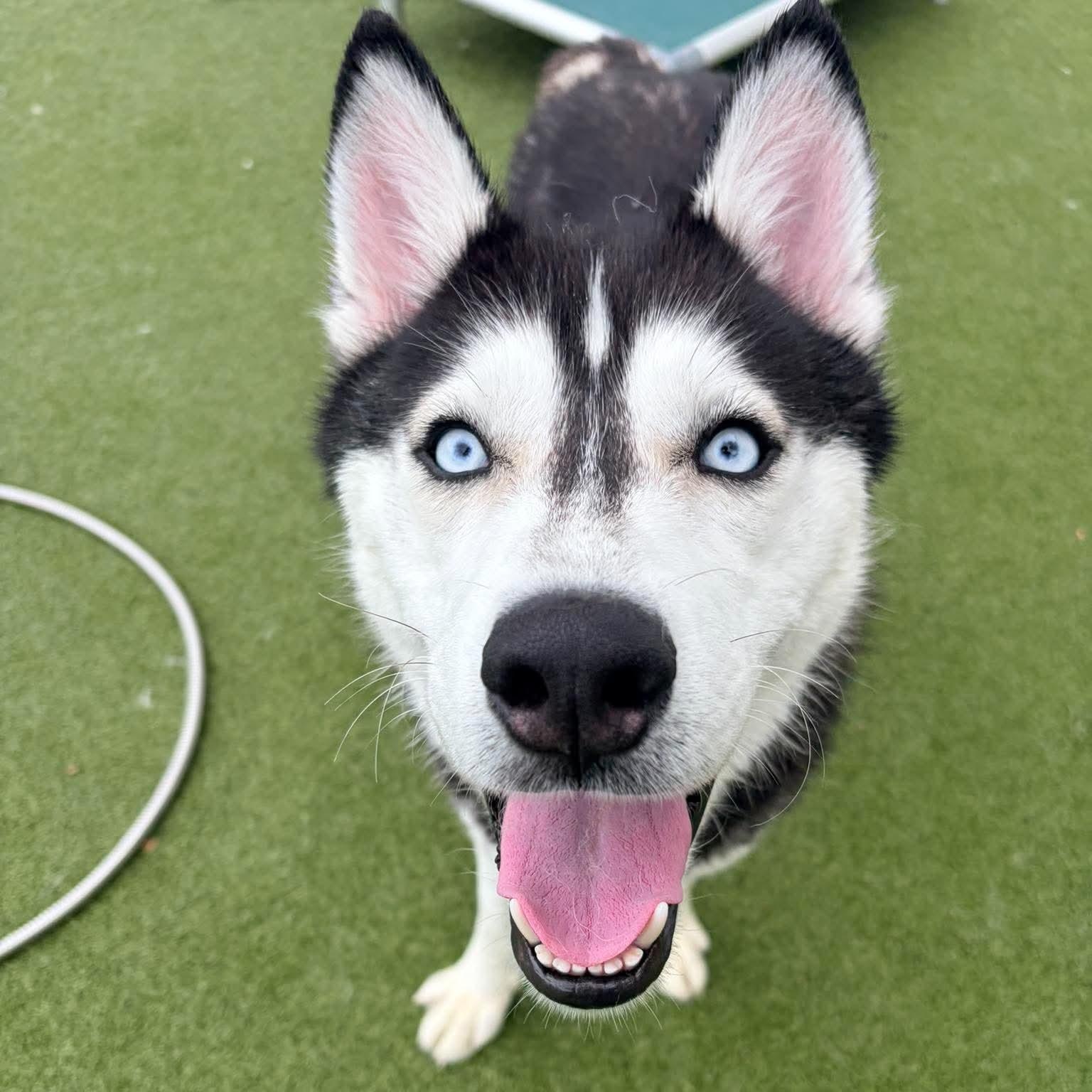 Enlarge Munro, a Adoptable Husky in Stamford, CT image 3/5