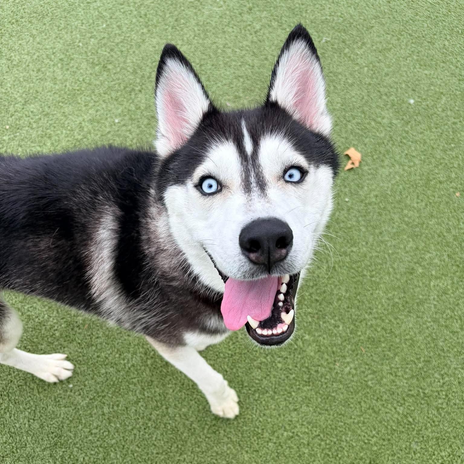 Munro, Adoptable, Adult Male Husky.
