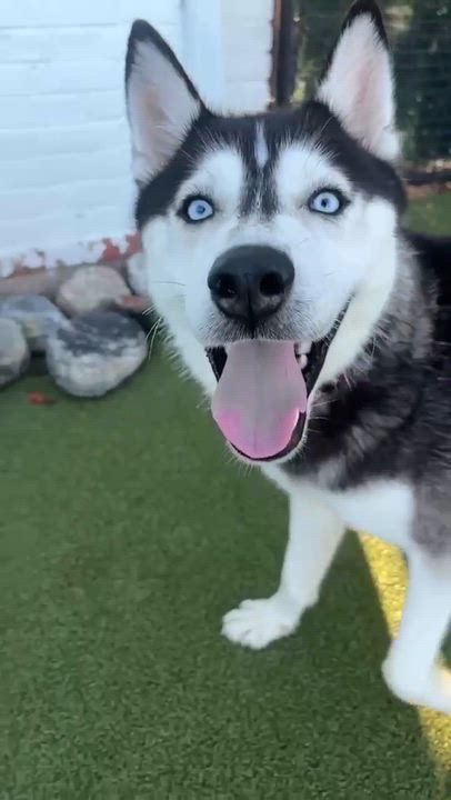 Enlarge Munro, a Adoptable Husky in Stamford, CT video 5/5