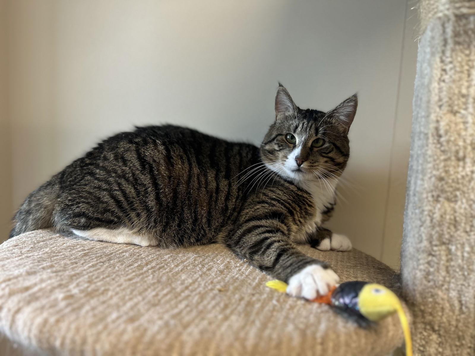Eeyore, Adoptable, Adult Male Domestic Short Hair.