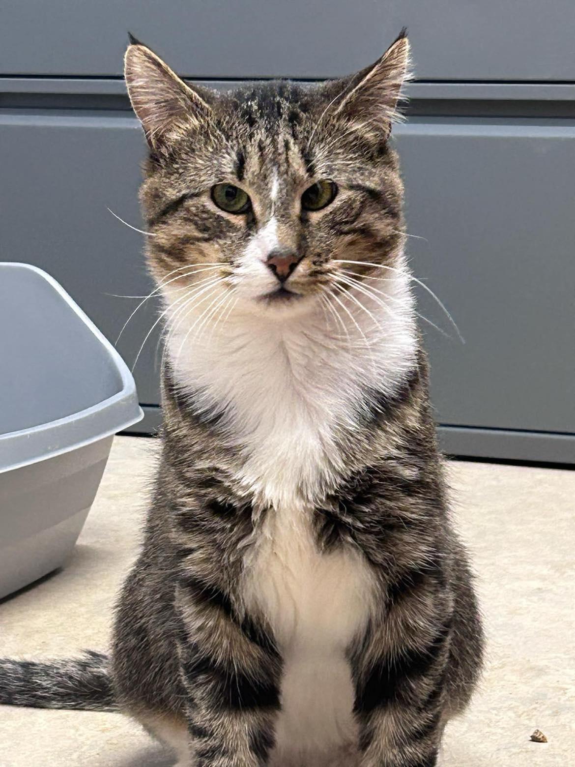 Enlarge Eeyore, a Adoptable Domestic Short Hair in Arlington, VT image 2/3