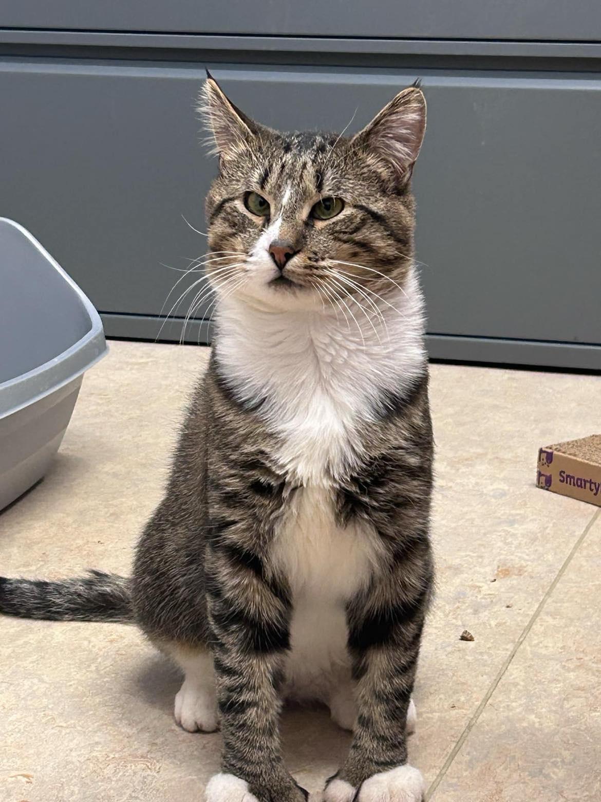 Enlarge Eeyore, a Adoptable Domestic Short Hair in Arlington, VT image 3/3