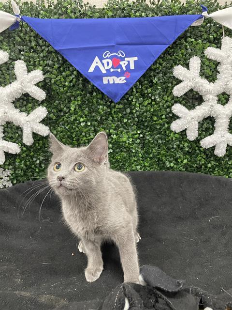 MARIE, Adoptable, Kitten Female Domestic Short Hair.