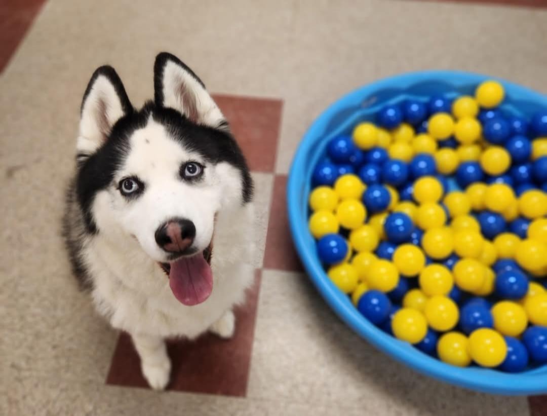 Echo, Adoptable, Adult Female Siberian Husky.