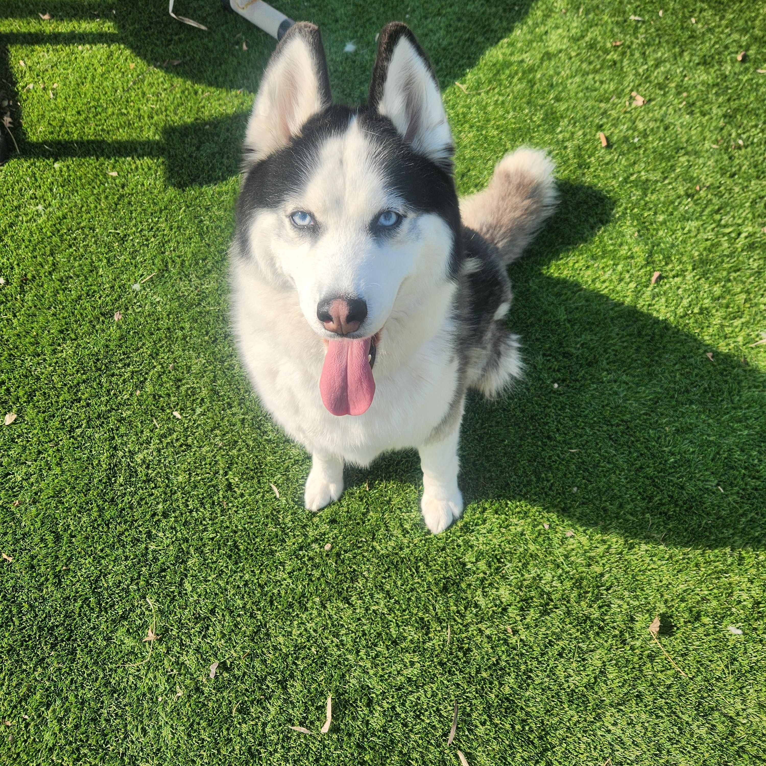 Enlarge Echo, a Adoptable Siberian Husky in Sewaren, NJ image 2/3