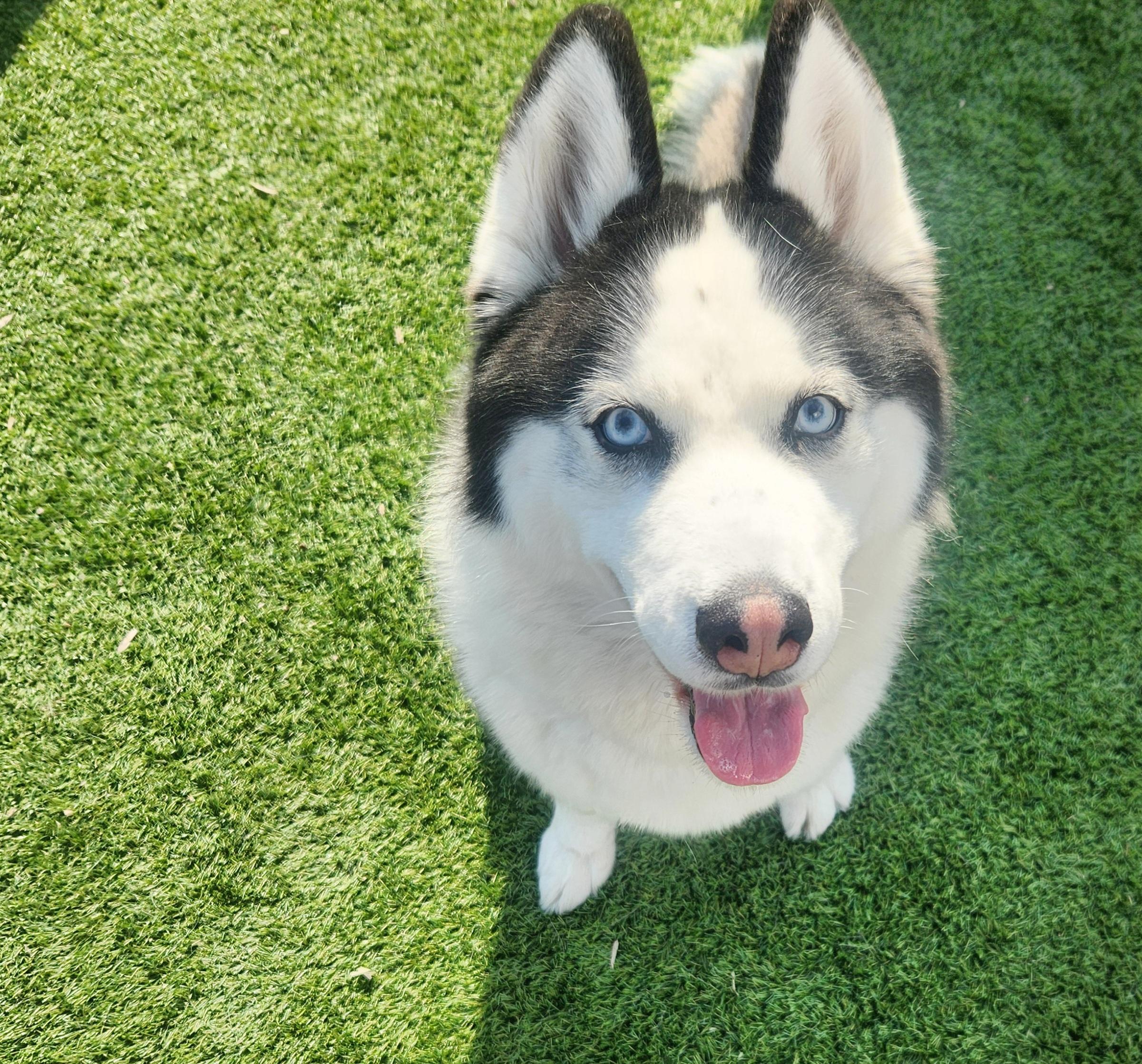 Enlarge Echo, a Adoptable Siberian Husky in Sewaren, NJ image 3/3