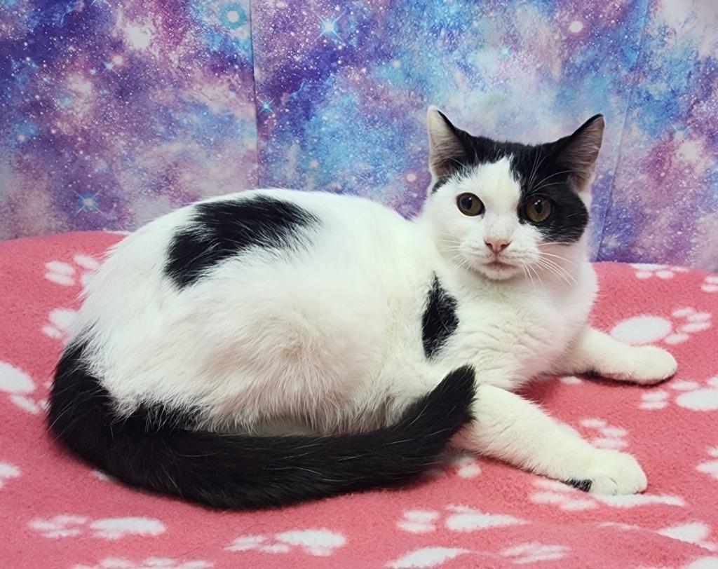 Enlarge Cinnamon Star, a Adoptable mixed breed in Washington Court House, OH image 1/1