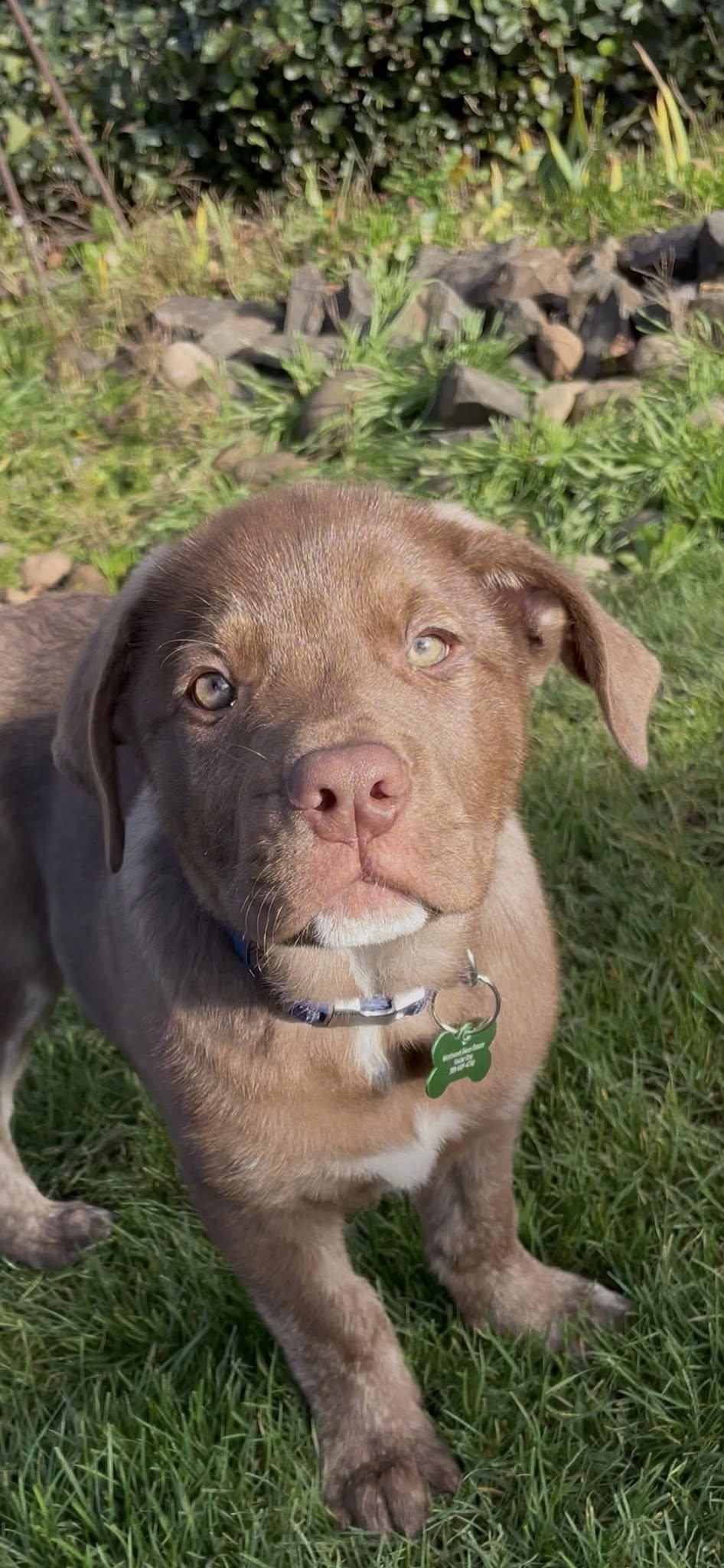 Bernie, Adoptable, Young Male Boxer & German Shepherd Dog.