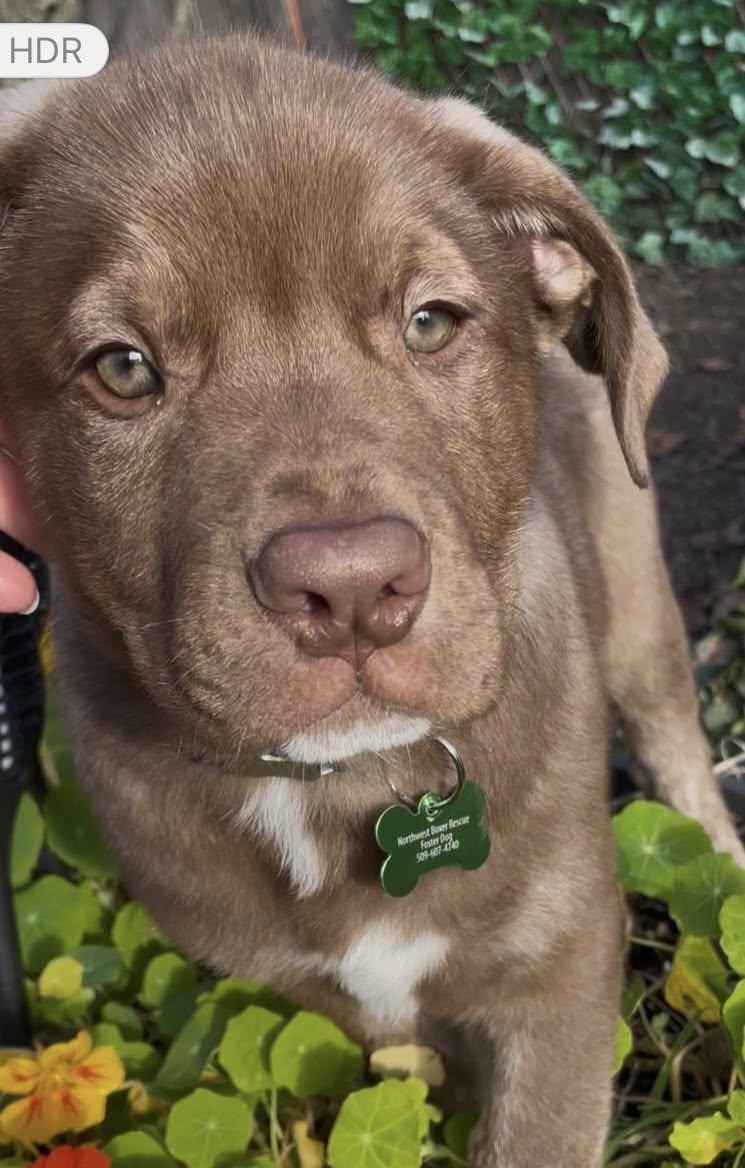 Bernie, a Adoptable mixed breed in McMinnville, OR image 2/3