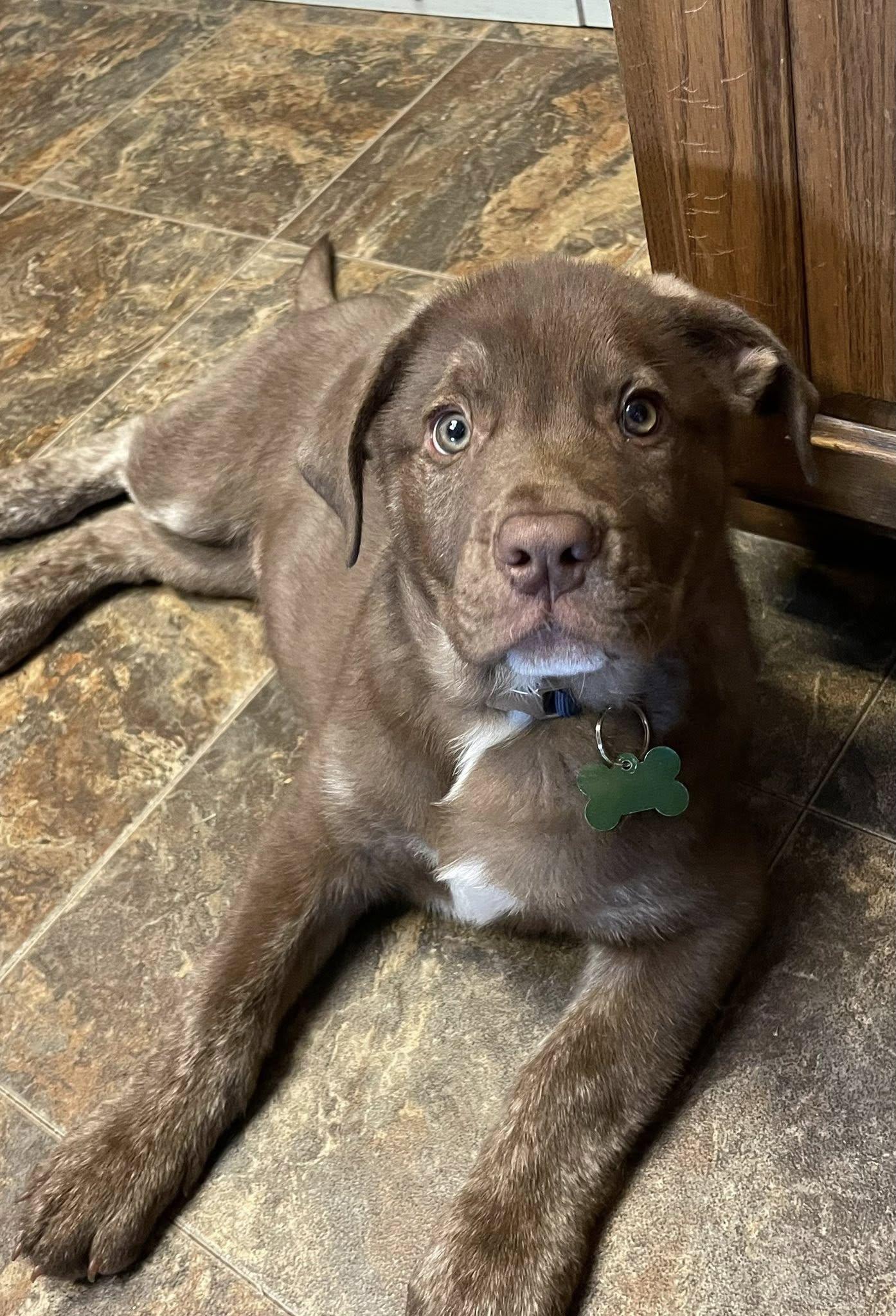 Bernie, a Adoptable mixed breed in McMinnville, OR image 3/3