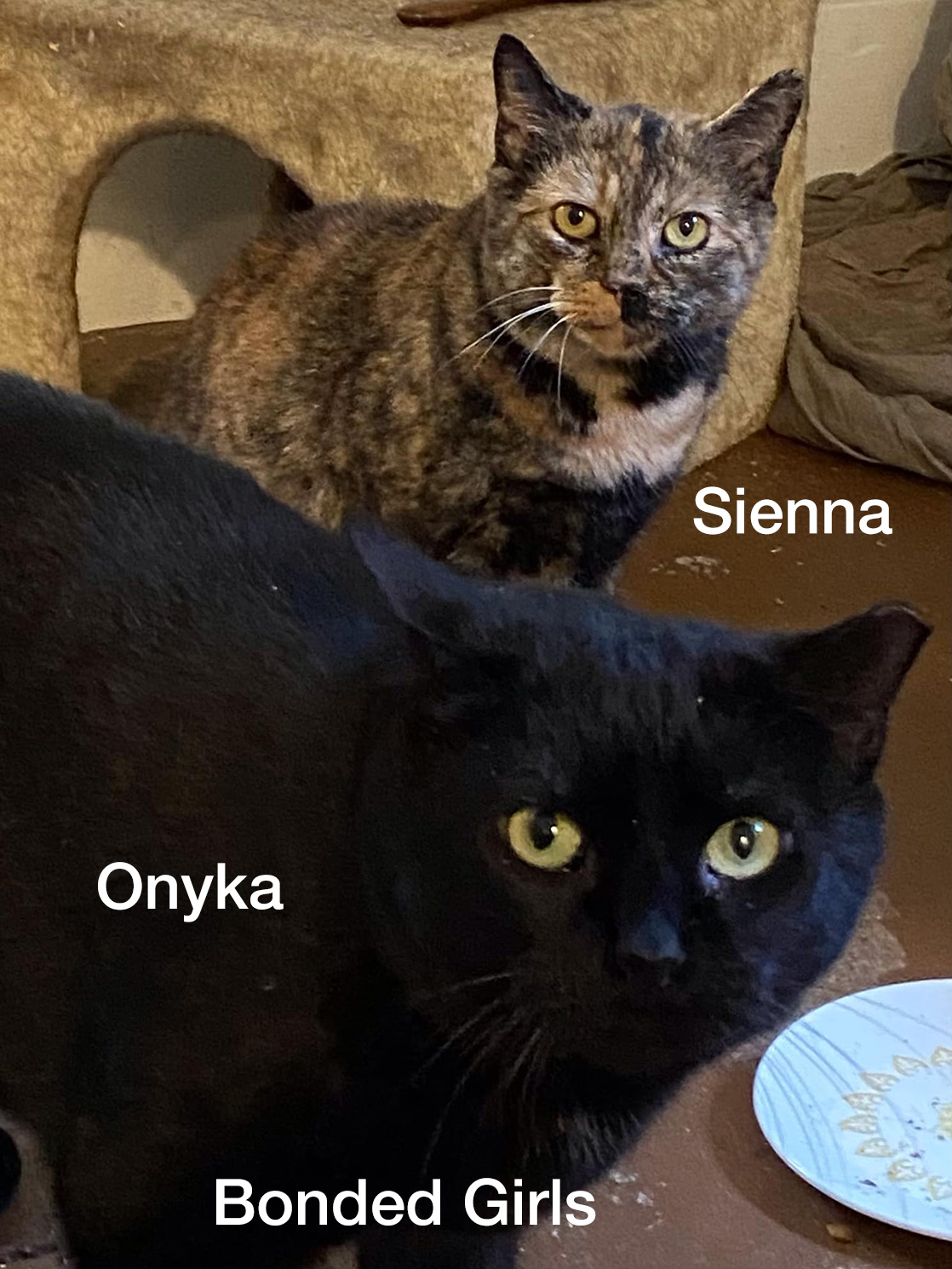 Chonky Onyka and Sienna - Bonded girls, a Adoptable Domestic Short Hair in Fair Haven, VT image 1/6