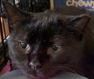 Chonky Onyka and Sienna - Bonded girls, a Adoptable Domestic Short Hair in Fair Haven, VT image 2/6