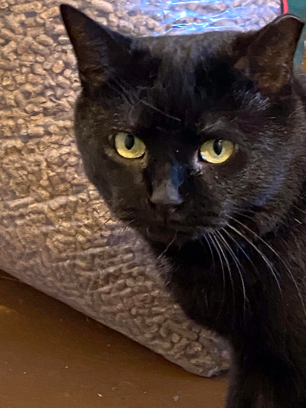 Chonky Onyka and Sienna - Bonded girls, a Adoptable Domestic Short Hair in Fair Haven, VT image 3/6