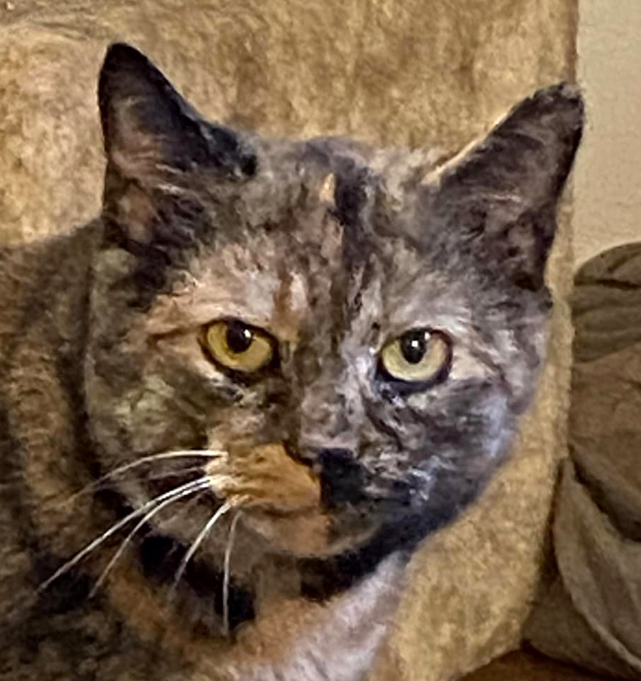 Chonky Onyka and Sienna - Bonded girls, a Adoptable Domestic Short Hair in Fair Haven, VT image 4/6