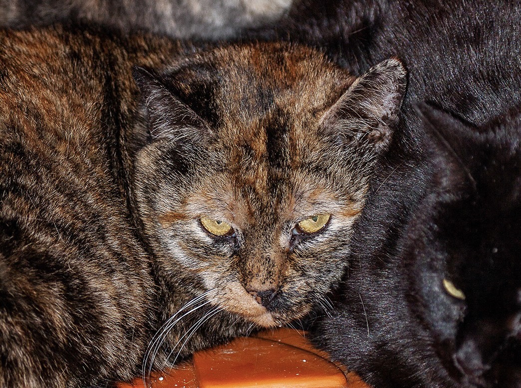 Chonky Onyka and Sienna - Bonded girls, a Adoptable Domestic Short Hair in Fair Haven, VT image 5/6