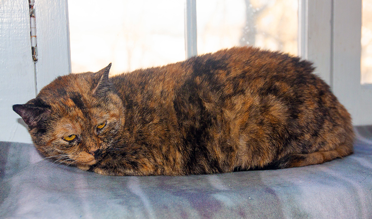Chonky Onyka and Sienna - Bonded girls, a Adoptable Domestic Short Hair in Fair Haven, VT image 6/6