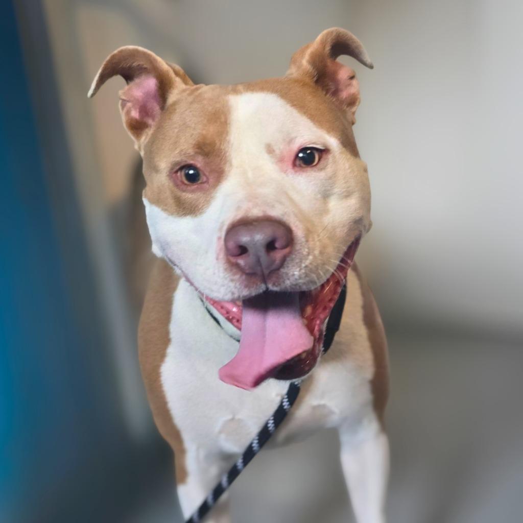 Benny, Adoptable, Adult Male Mixed Breed & American Staffordshire Terrier.