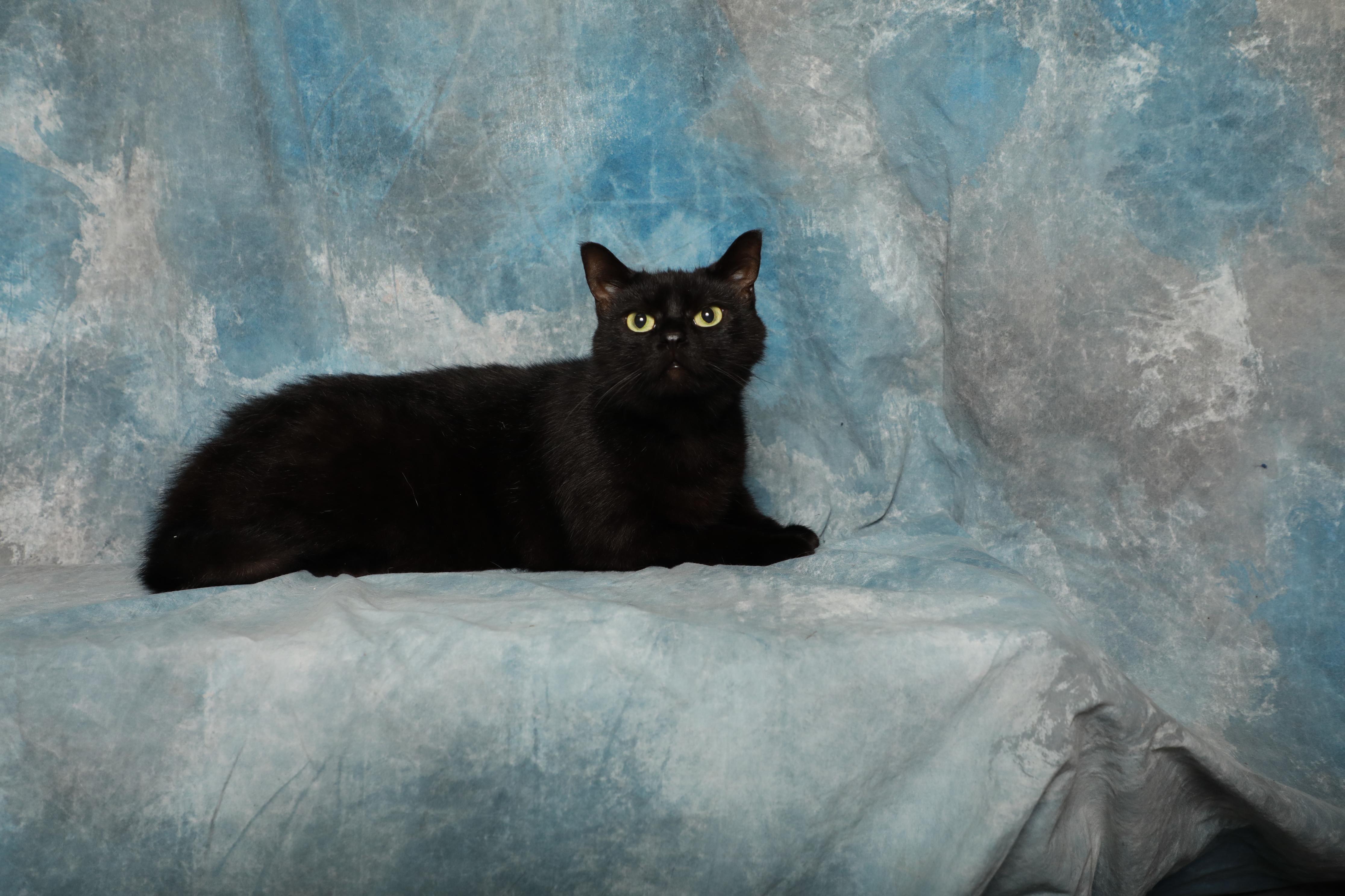 Enlarge Obsidian, a Adopted Domestic Short Hair in Rock Falls, IL image 1/2