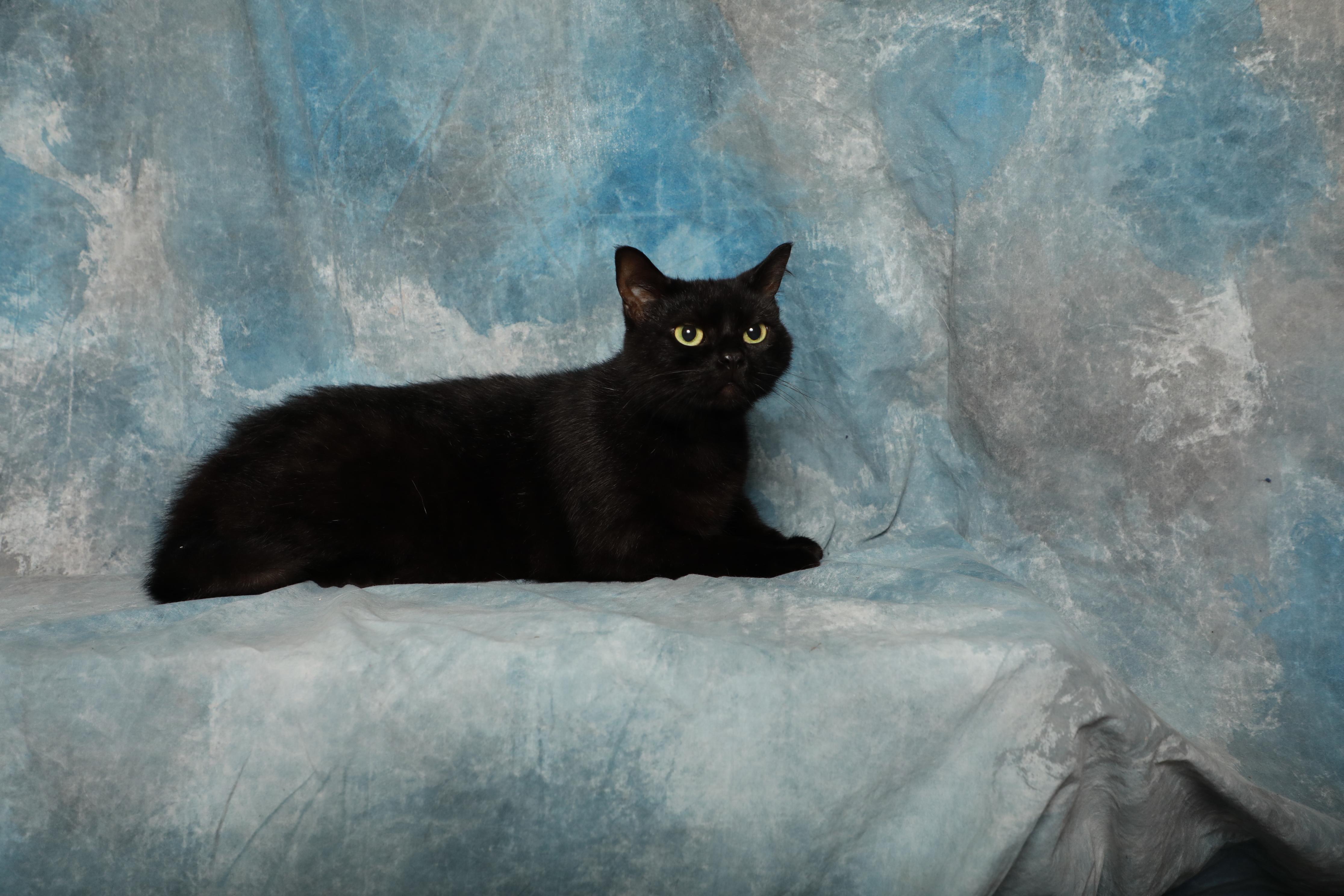 Enlarge Obsidian, a Adopted Domestic Short Hair in Rock Falls, IL image 2/2