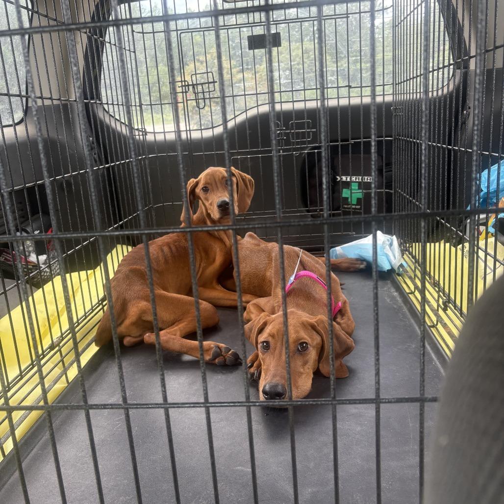 Laverne/Setter 1 (lucy), Adoptable, Young Female Setter & Vizsla.