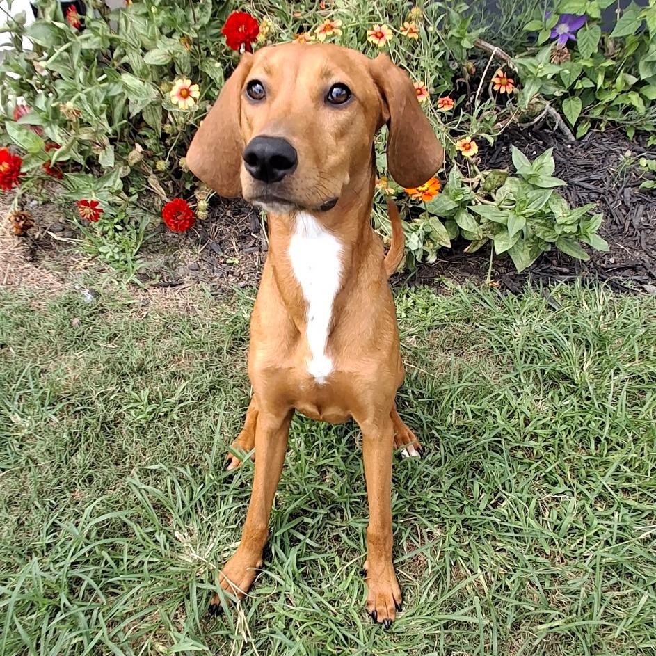 Laverne/Setter 1 (lucy), a Adoptable mixed breed in Myrtle Beach, SC image 2/2