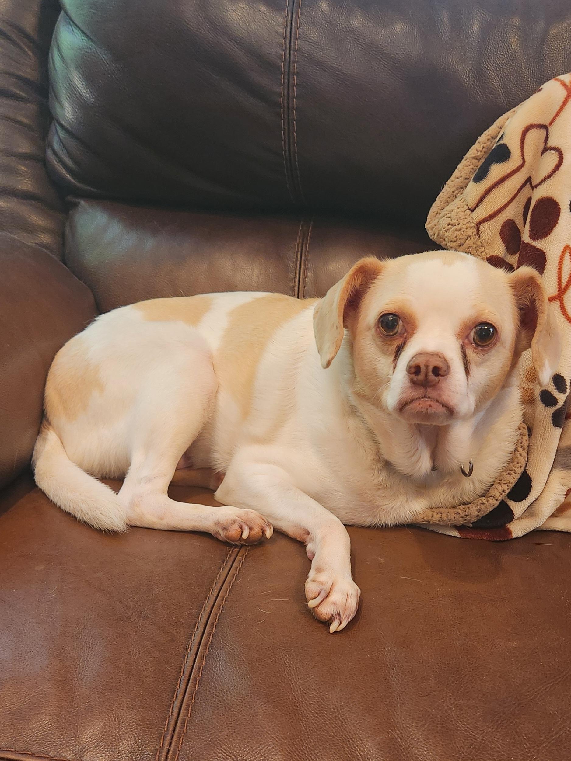 Enlarge TROOPER--FEE SPONSORED, a hold mixed breed in Troutman, NC image 6/6