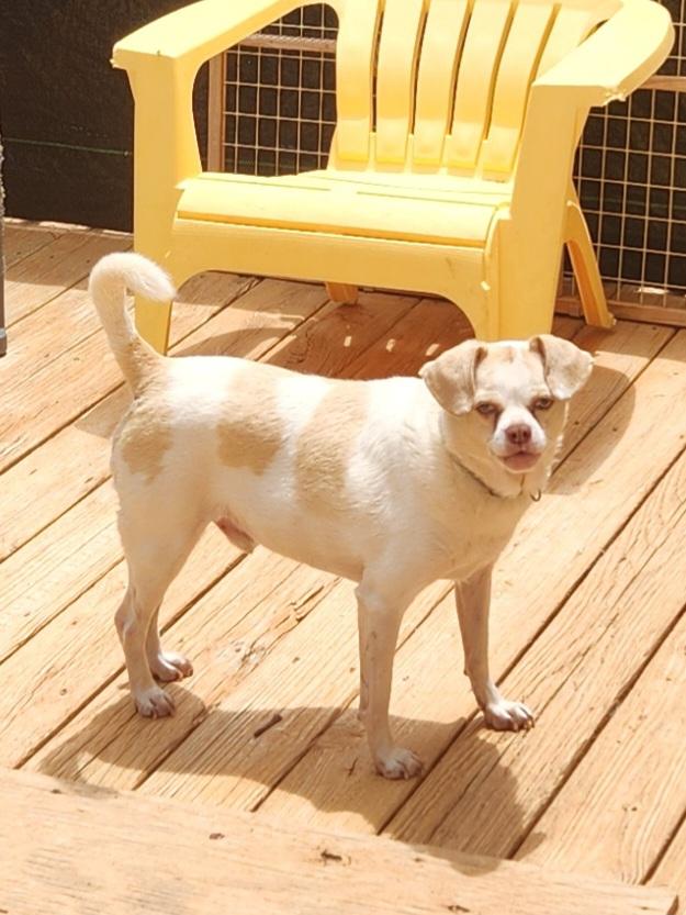 Enlarge TROOPER--FEE SPONSORED, a hold mixed breed in Troutman, NC image 2/6