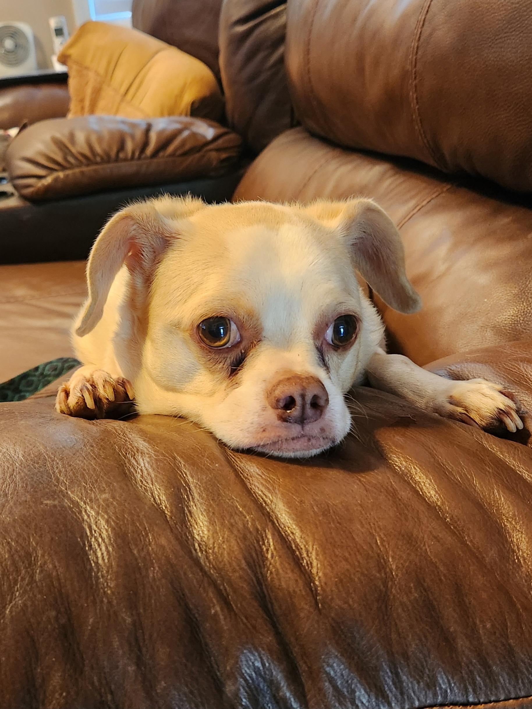 Enlarge TROOPER--FEE SPONSORED, a hold mixed breed in Troutman, NC image 4/6