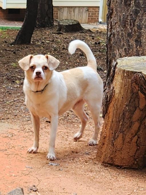 Enlarge TROOPER--FEE SPONSORED, a hold mixed breed in Troutman, NC image 3/6
